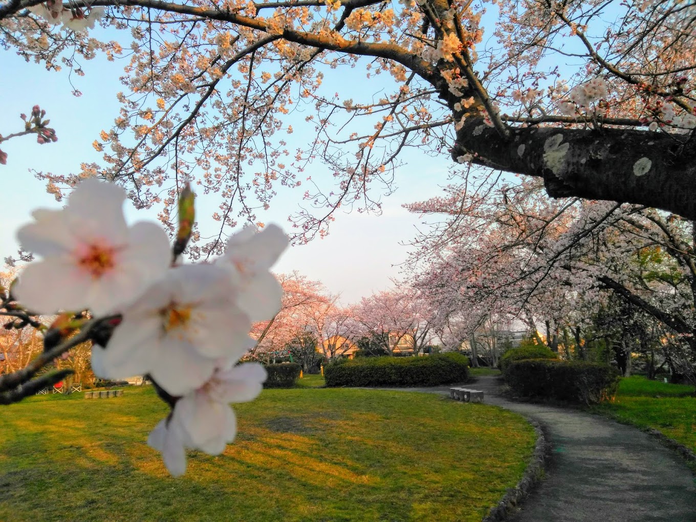 晴美公園